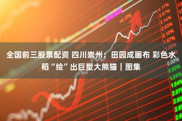 全国前三股票配资 四川崇州：田园成画布 彩色水稻“绘”出巨型大熊猫｜图集